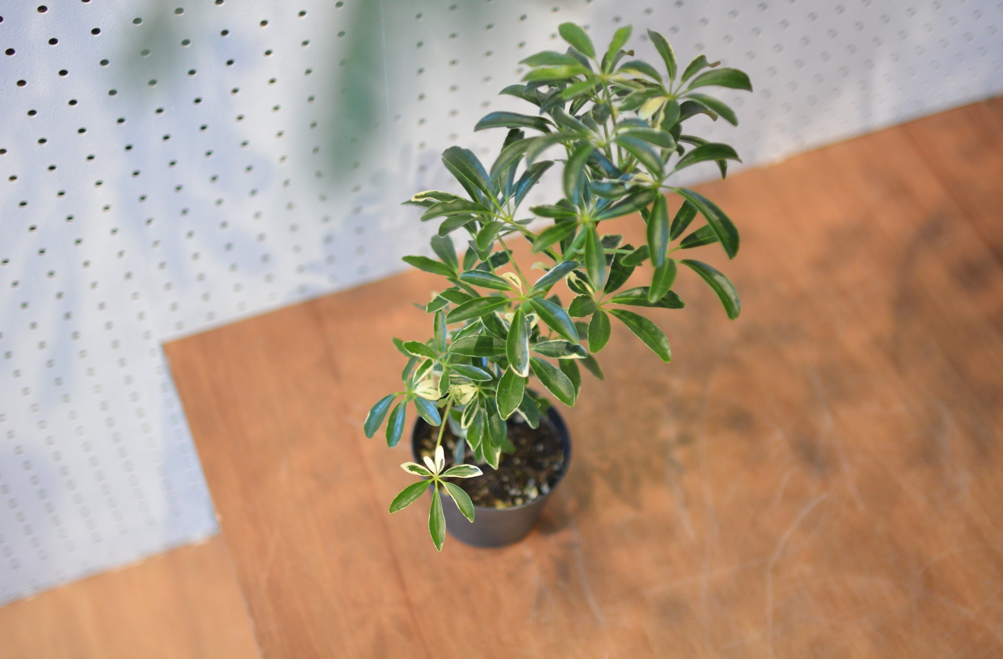 Dwarf Umbrella Tree Assort シェフレラ