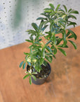 Dwarf Umbrella Tree Assort シェフレラ