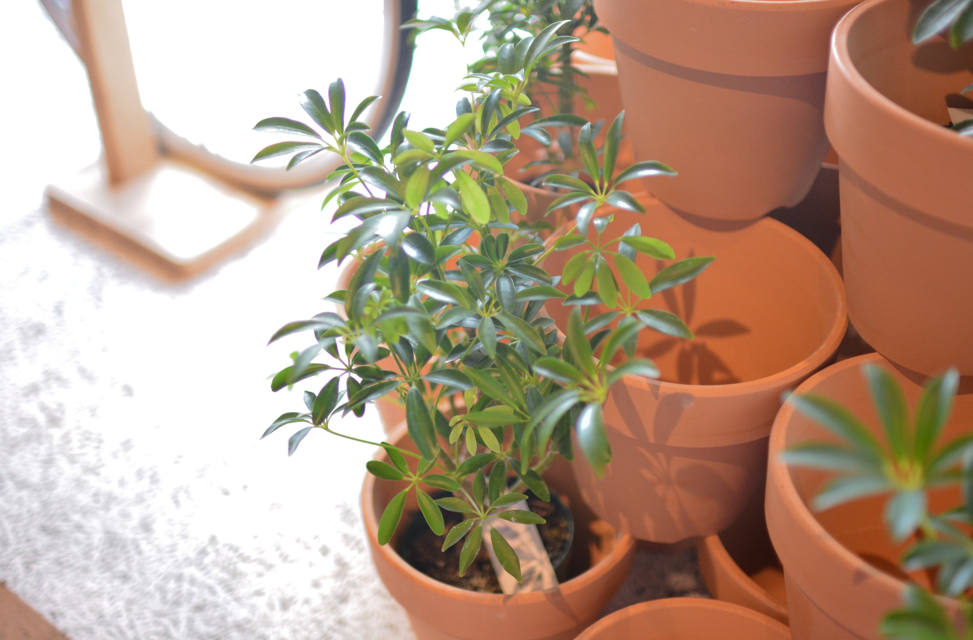 Dwarf Umbrella Tree Assort シェフレラ
