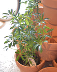 Dwarf Umbrella Tree Assort シェフレラ