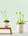 Soft Pink Collectors Gro Pot  by Angus & Celeste　コレクターズグロウポット ソフトピンク