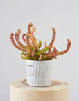 Milk-Wash Planter Vertical Lines by Angus & Celeste ミルクウォッシュプランター ストライプ