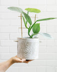 Milk-Wash Planter Wave by Angus & Celeste ミルクウォッシュプランター ウェーブ