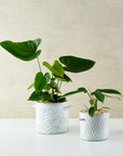 Milk-Wash Planter Wave by Angus & Celeste ミルクウォッシュプランター ウェーブ