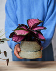 Grey Crackle Organic Planter in by Angus & Celeste オーガニックプランター グレー