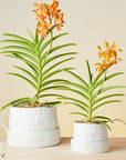 Speckled White Crackle Organic Planter in by Angus & Celeste オーガニックプランター ホワイト
