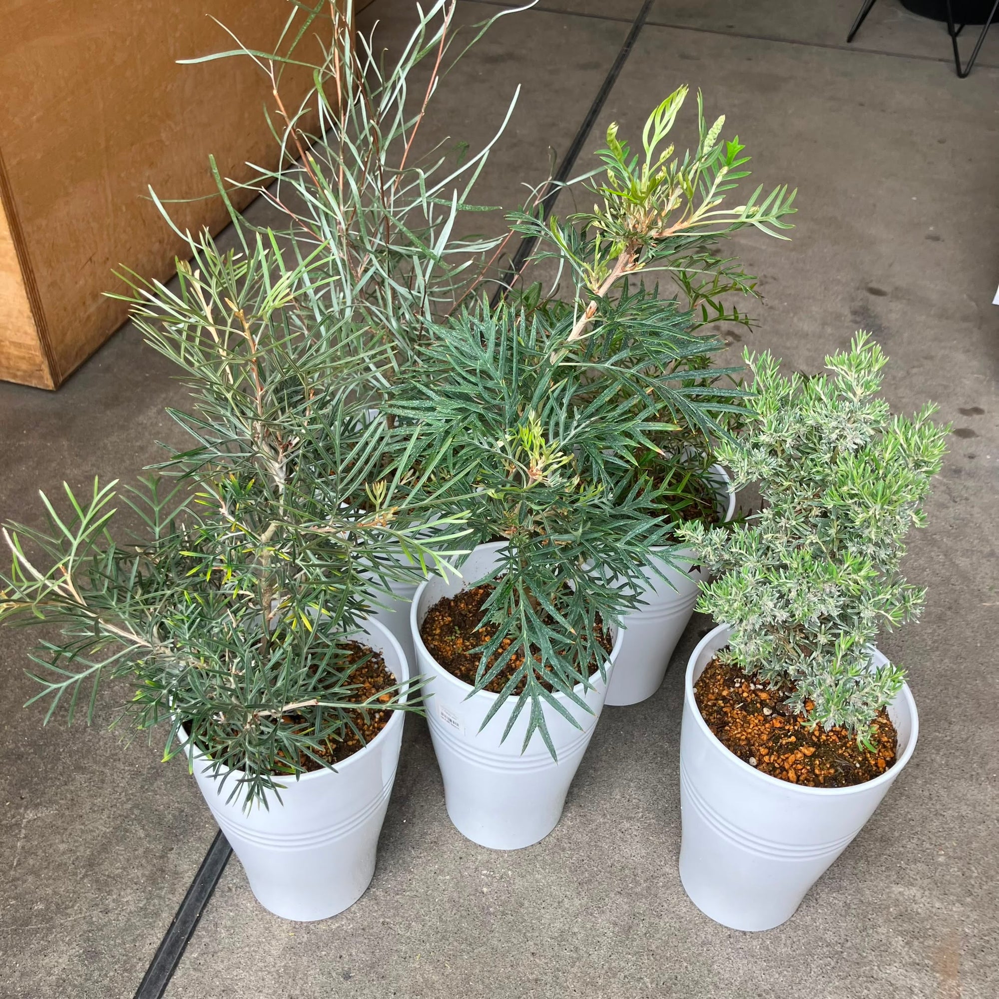 Grevillea Assorted グレビレア アソート Size 6