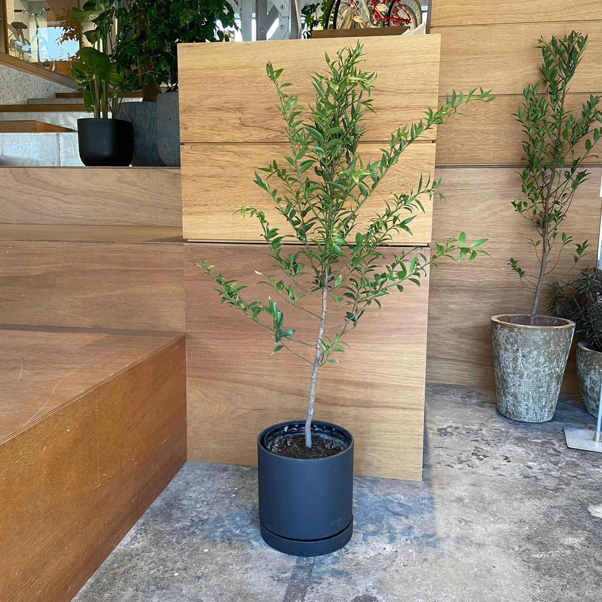 Speckle Planter with saucer  スペックルプランター ソーサー付