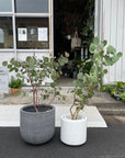 Eucalyptus polyanthemos ユーカリ・ポポラス  Size 6
