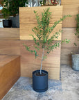 Speckle Planter with saucer  スペックルプランター ソーサー付