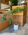 Speckle Planter with saucer  スペックルプランター ソーサー付