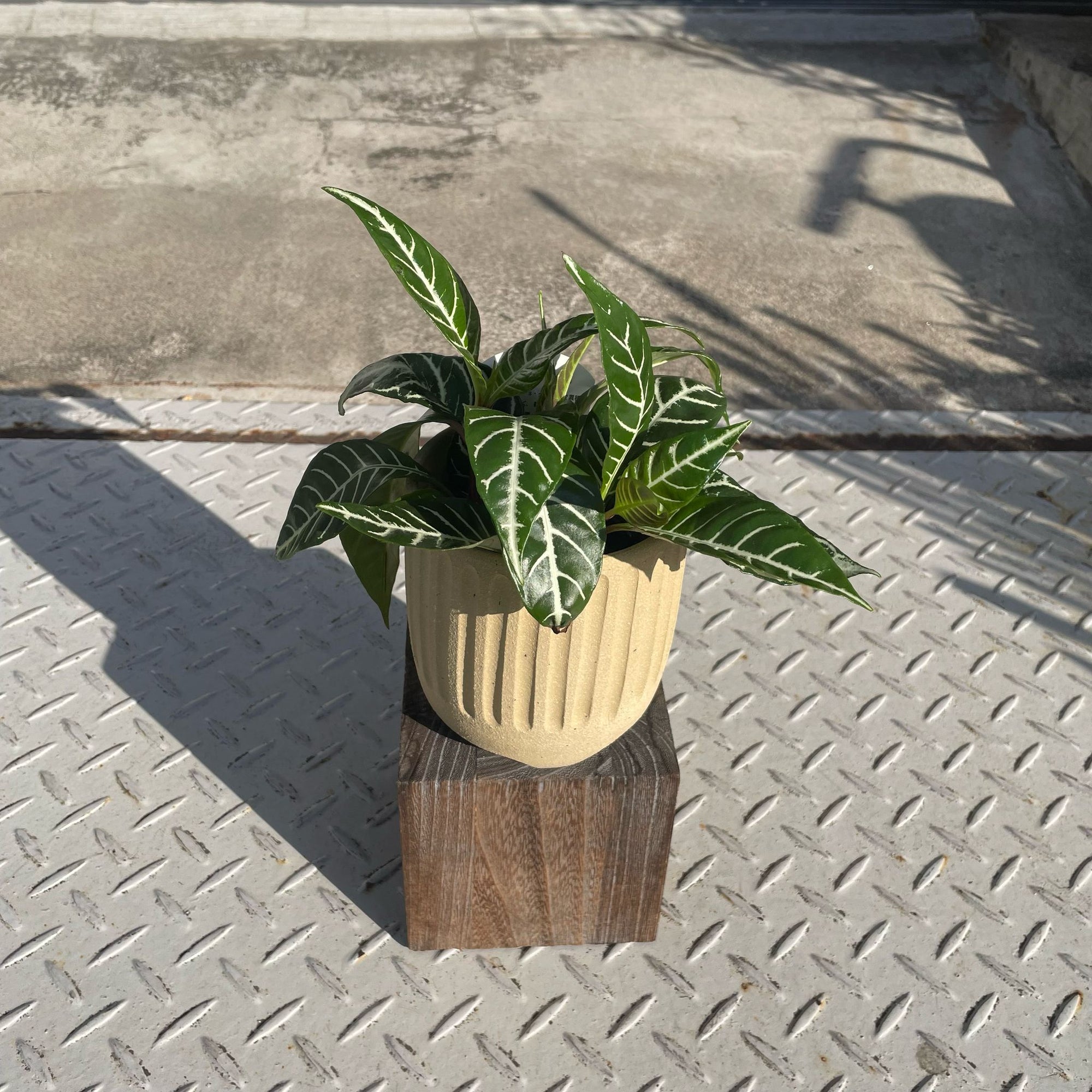 Dania ‘Tropico’ ダニア トロピコ Size 3