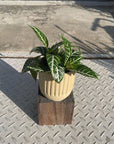 Dania ‘Tropico’ ダニア トロピコ Size 3