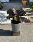 Peacock Plant Dottie カラテア ドッティ