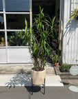 Windsor Planter  ウィンドソープランター
