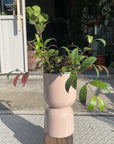 Aeschynanthus Marmoratus エスキナンサス マルモラタス