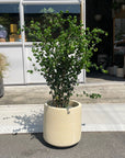 Windsor Planter  ウィンドソープランター