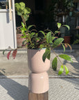 Aeschynanthus Marmoratus エスキナンサス マルモラタス