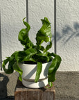 Asplenium nidus 'Emerald' アスプレニウム・ハリケーン Size 2