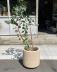 Windsor Planter  ウィンドソープランター