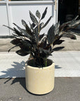 Windsor Planter  ウィンドソープランター