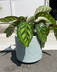 Windsor Planter  ウィンドソープランター