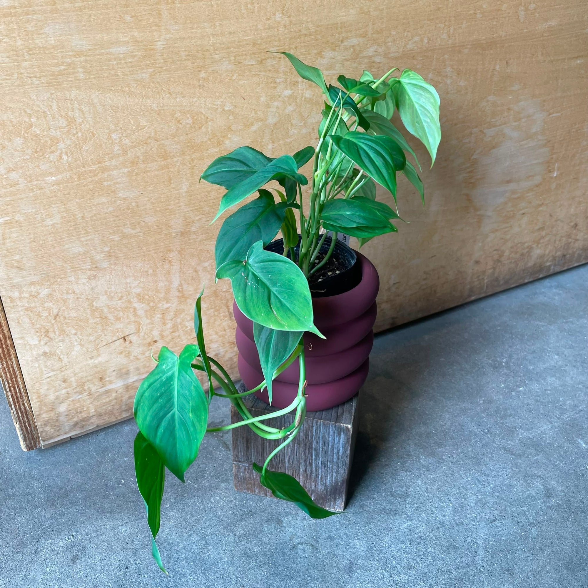 Philodendron 'Camposportoanum' フィロデンドロン カンポスポートアナム Size 3