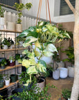Pothos Status ポトス ステータス