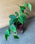 Philodendron 'Camposportoanum' フィロデンドロン カンポスポートアナム Size 3