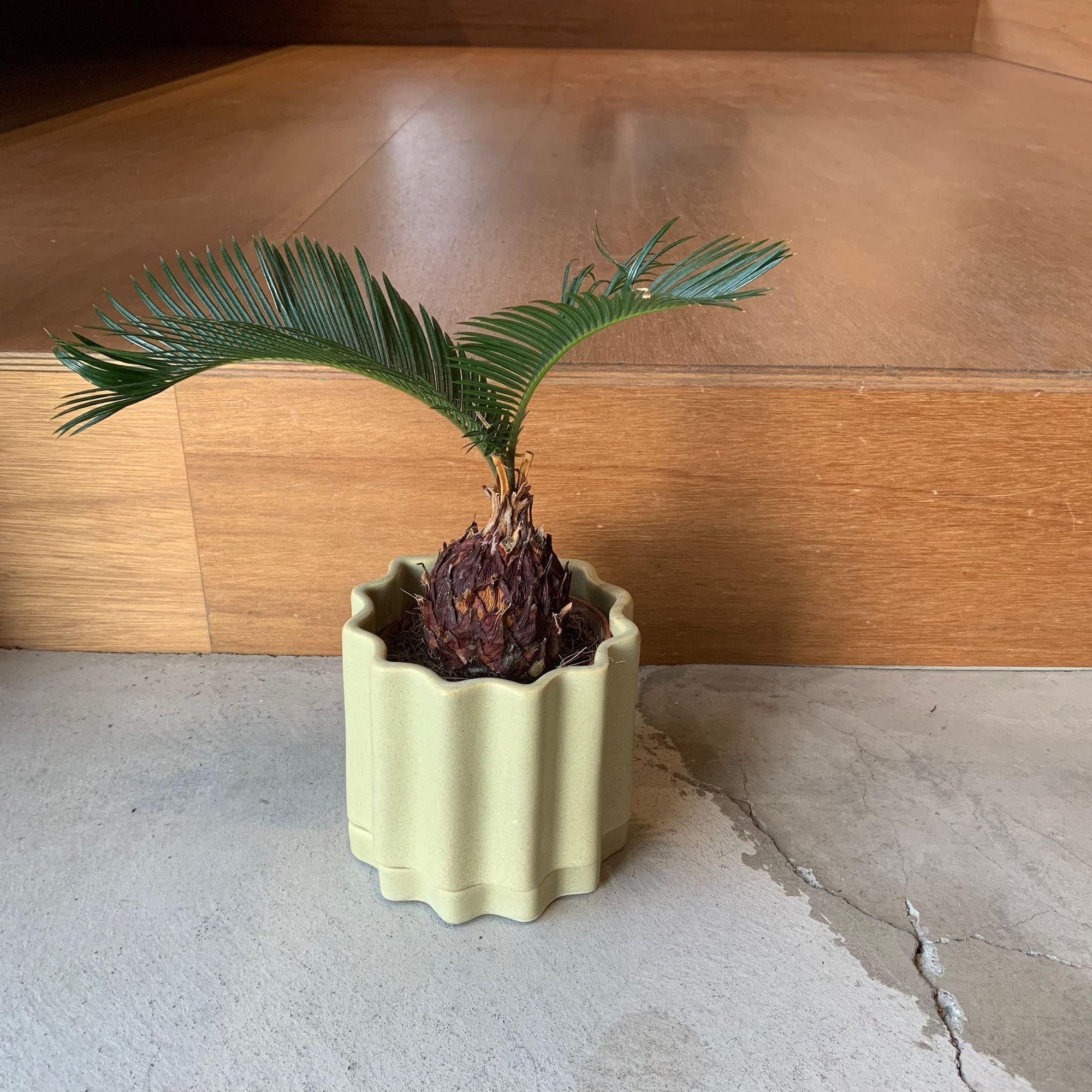 Sago Cycas（Zamia）ザミア