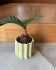 Sago Cycas（Zamia）ザミア