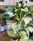 Pothos Status ポトス ステータス