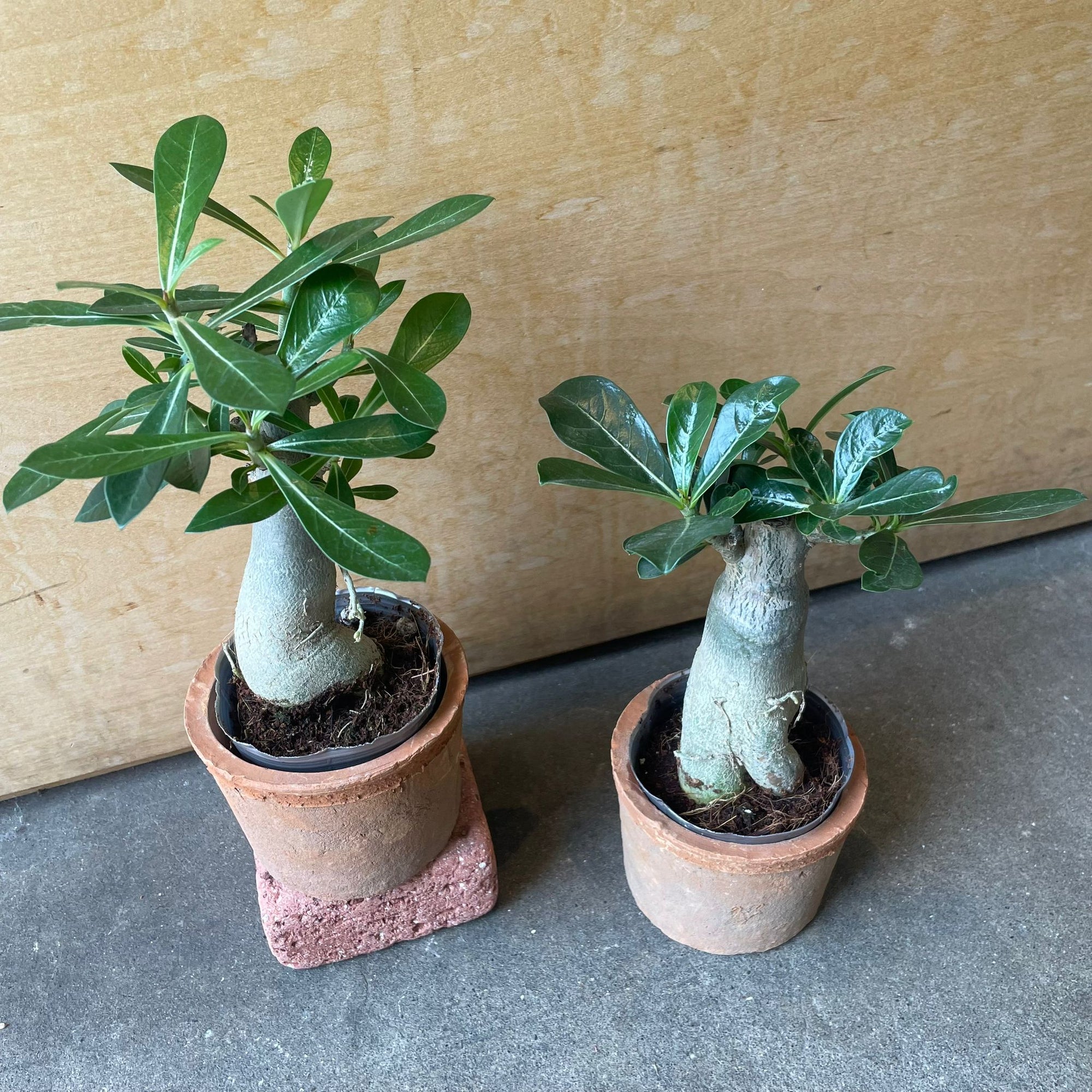 Adenium アデニウム