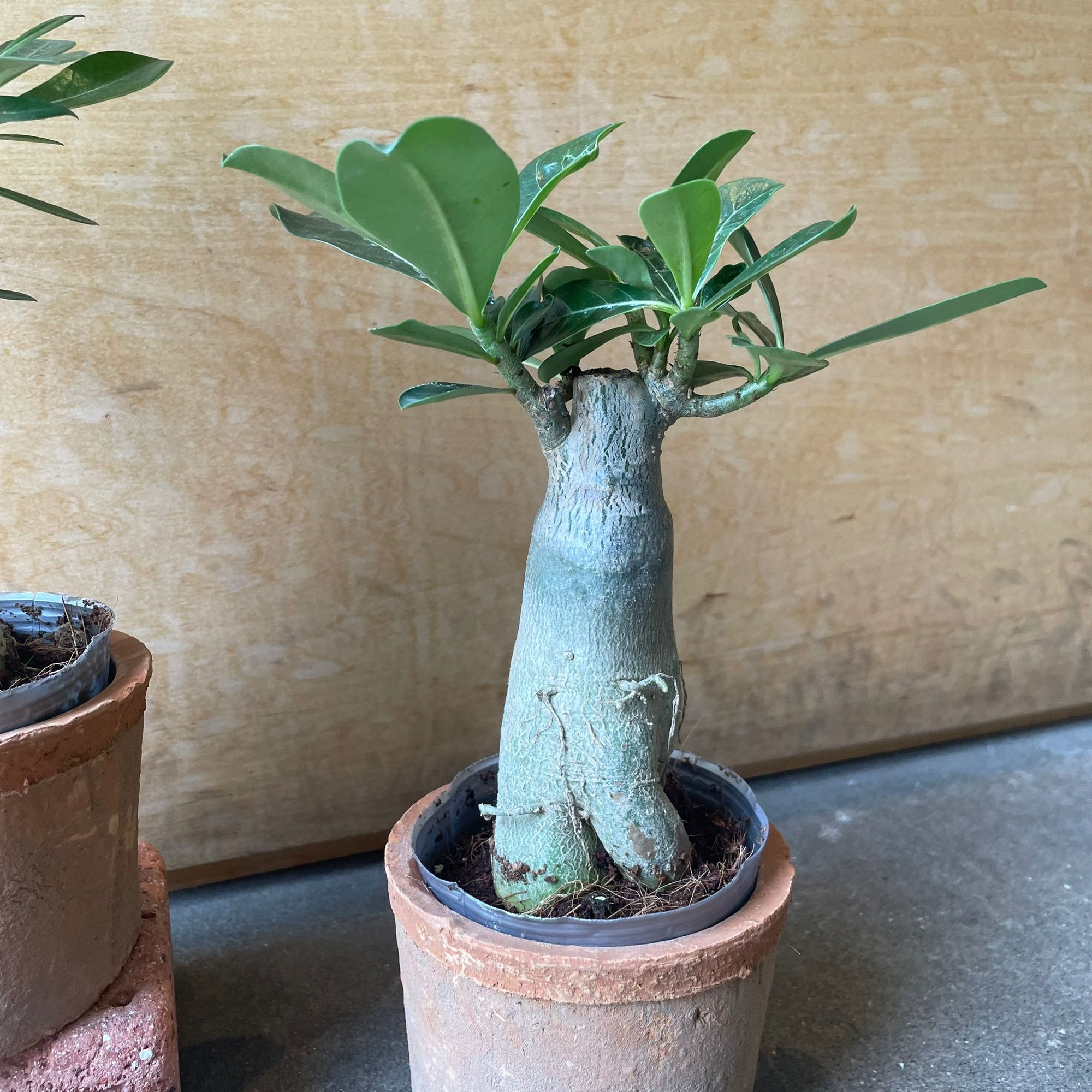 Adenium アデニウム