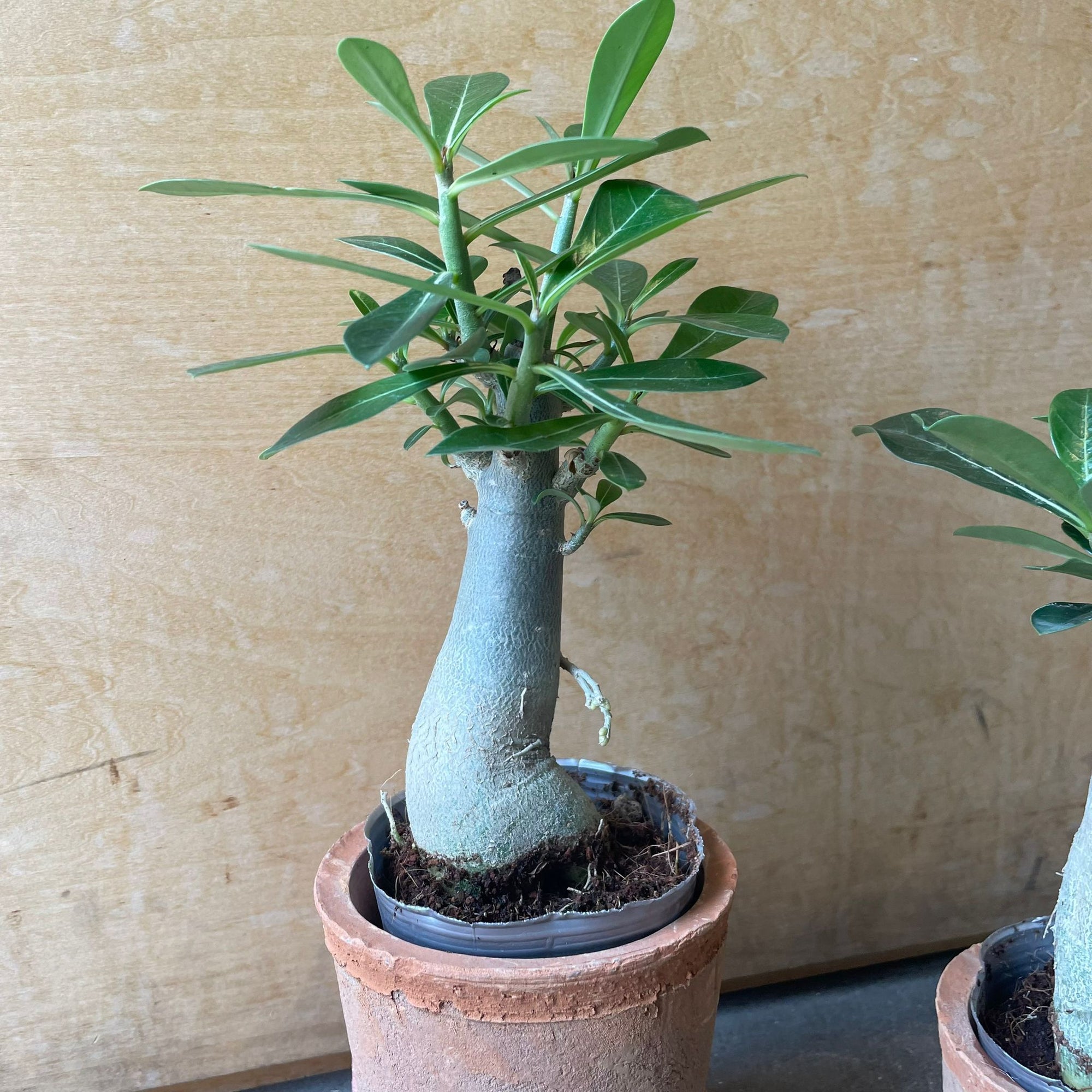 Adenium アデニウム