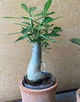 Adenium アデニウム