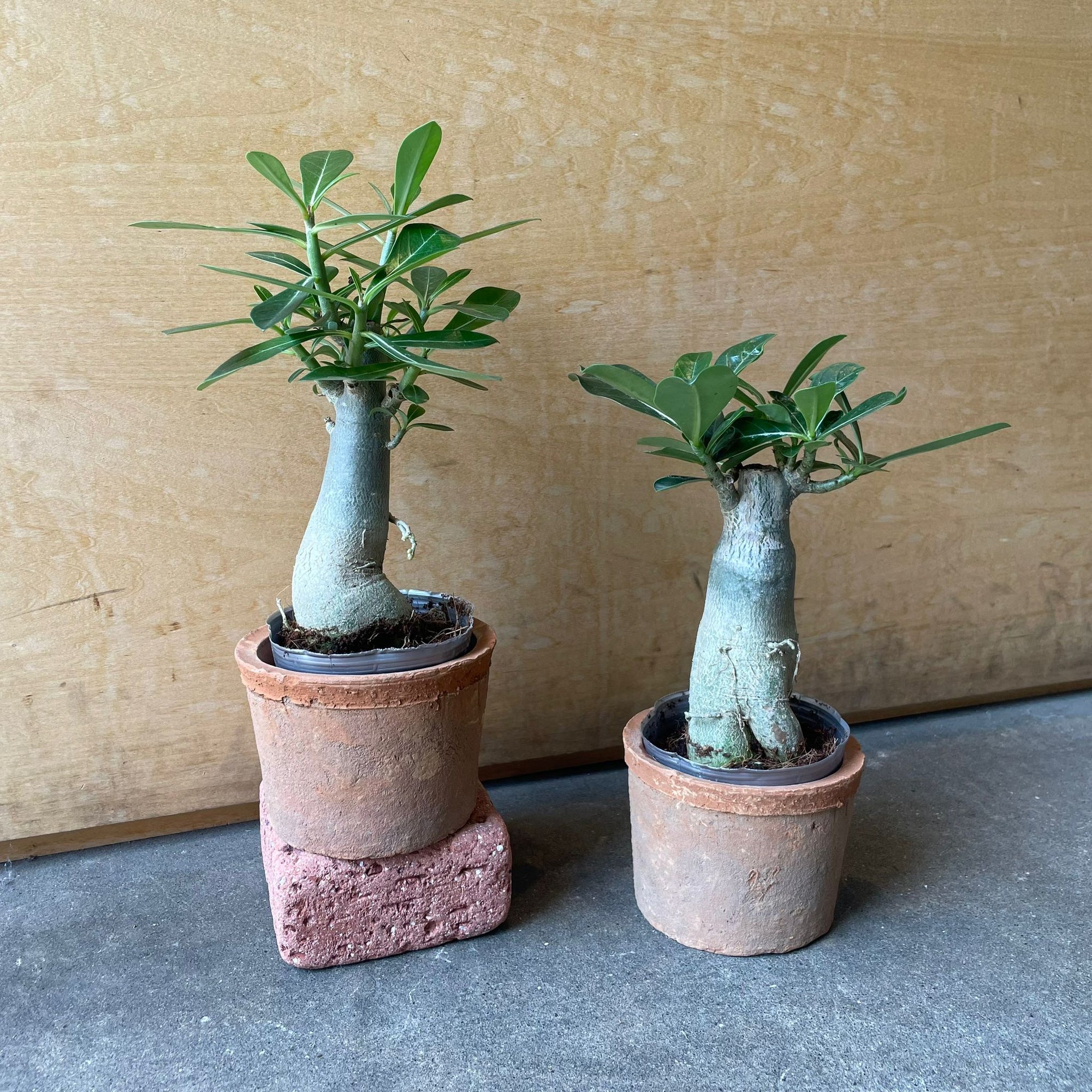 Adenium アデニウム