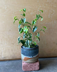 Ficus benjamina barok フィカス ベンジャミン バロック シタシオン