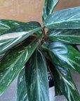 Calathea Stromanthe Magic Star  カラテア ストロマンテ マジックスター Size 4