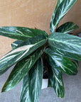 Calathea Stromanthe Magic Star  カラテア ストロマンテ マジックスター Size 4