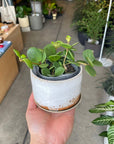Peperomia hope  ペペロミア ホープ