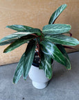 Calathea Stromanthe Magic Star  カラテア ストロマンテ マジックスター Size 4