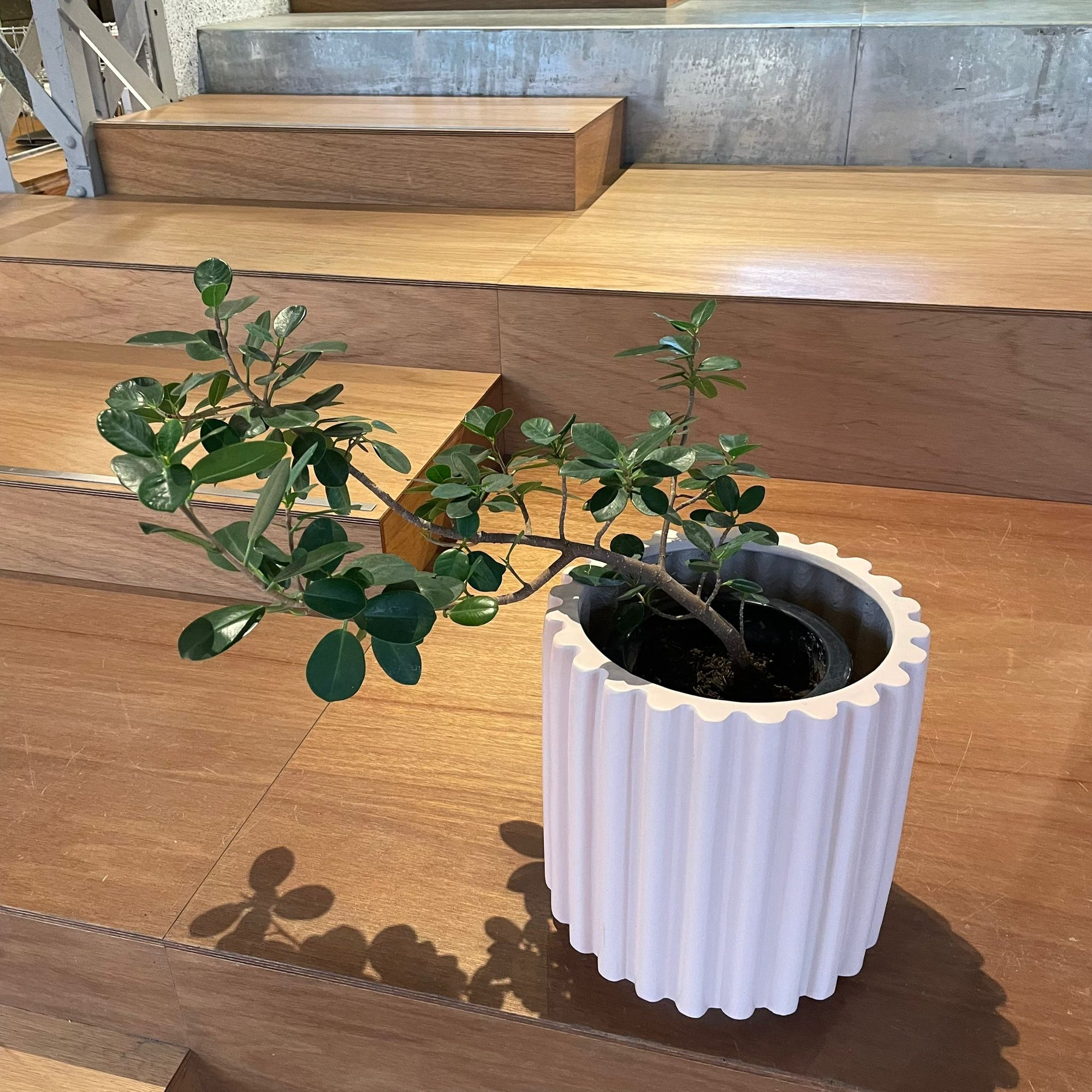 Ficus retusa ‘Panda’ パンダガジュマル