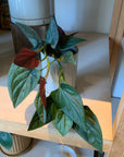 Syngonium podophyllum ・Chocolate シンゴニウム･チョコレート
