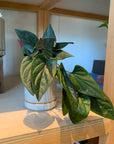 Syngonium podophyllum ・Chocolate シンゴニウム･チョコレート