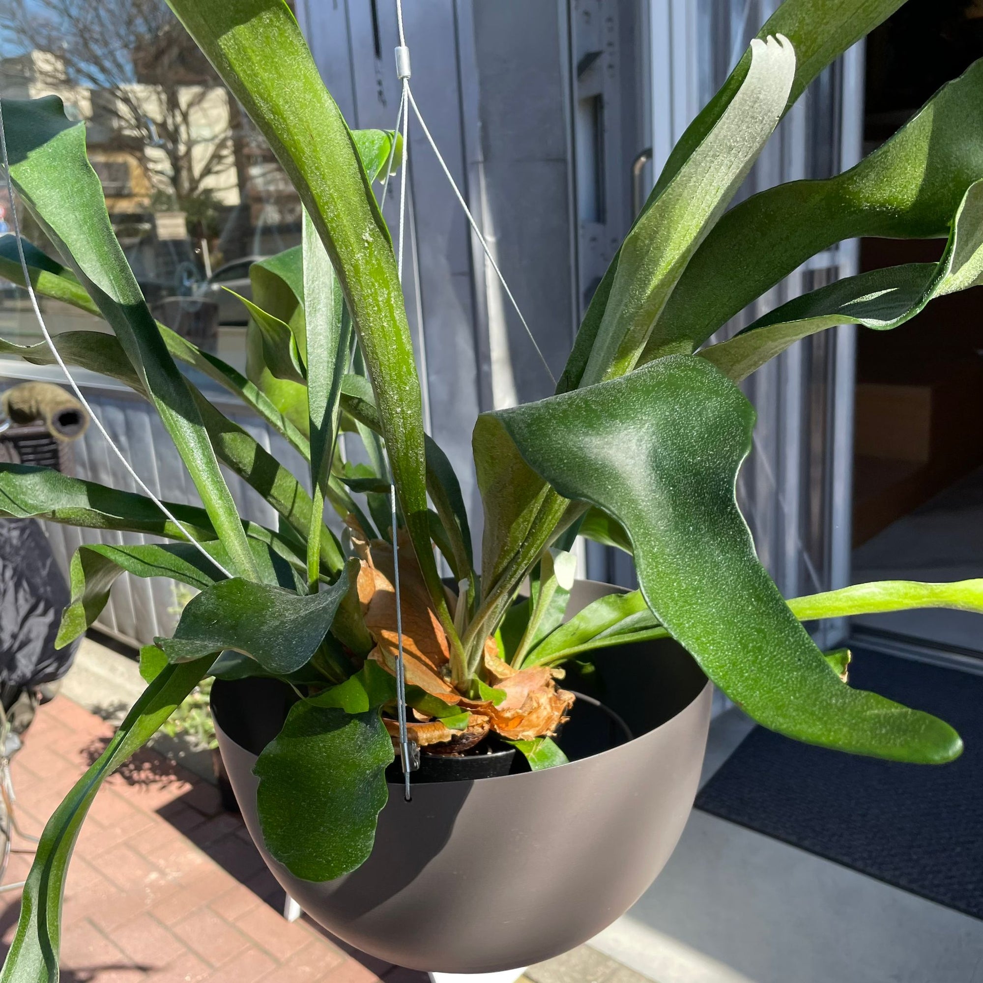 Staghorn ビカクシダ (コウモリラン)