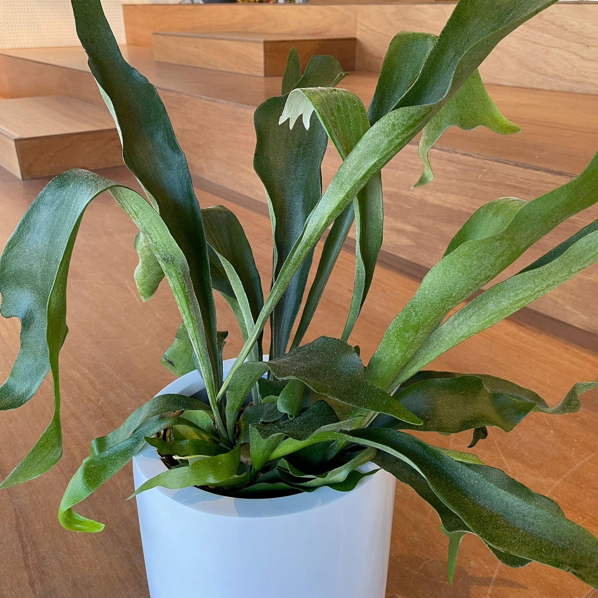 Staghorn ビカクシダ (コウモリラン)