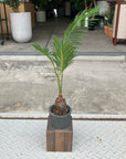 Sago Cycas（Zamia）ザミア