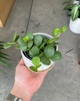 Peperomia hope  ペペロミア ホープ