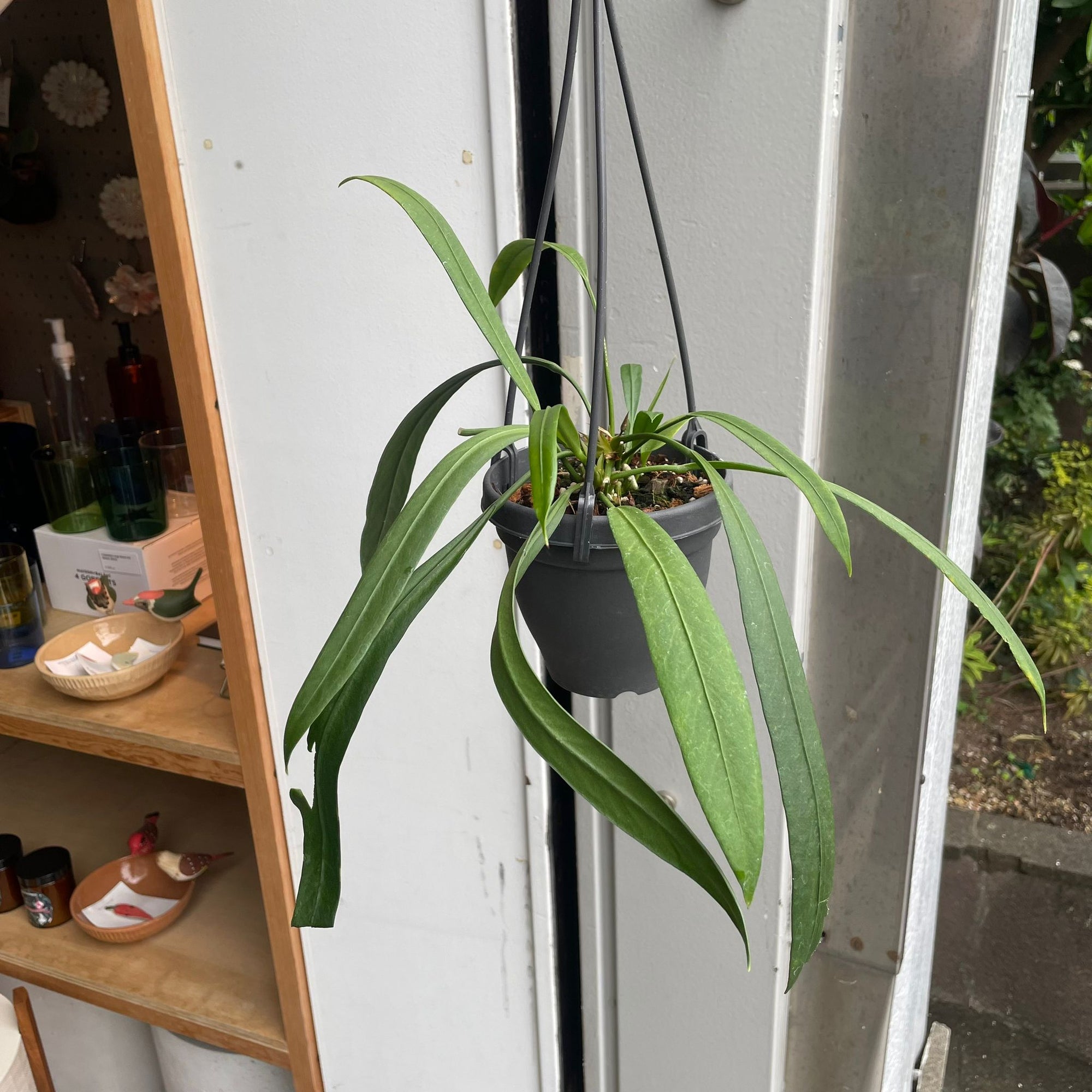 Anthurium Vittarifolium アンスリウム ビッタリフォリウム Size 4